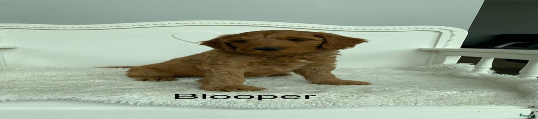 Blooper