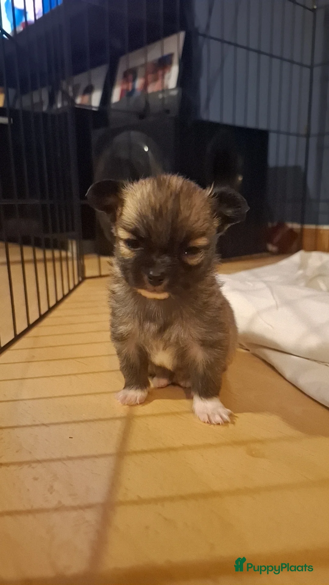 Pomchi honden te koop: Pomchi's - Advertentie 3