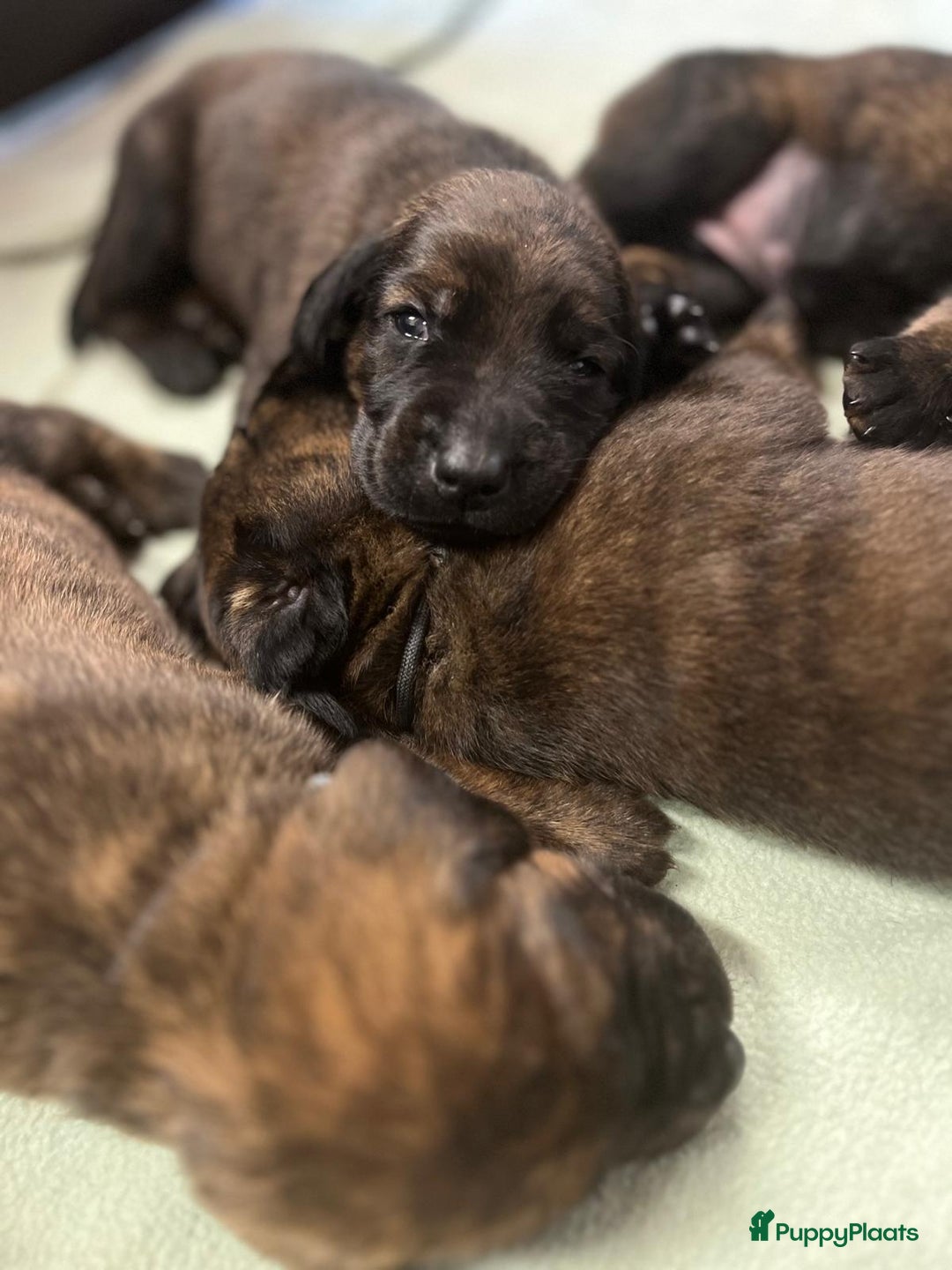 Labrador Retriever honden te koop: Knappe labrador x beierse bergzweethond mix - Afbeelding 4