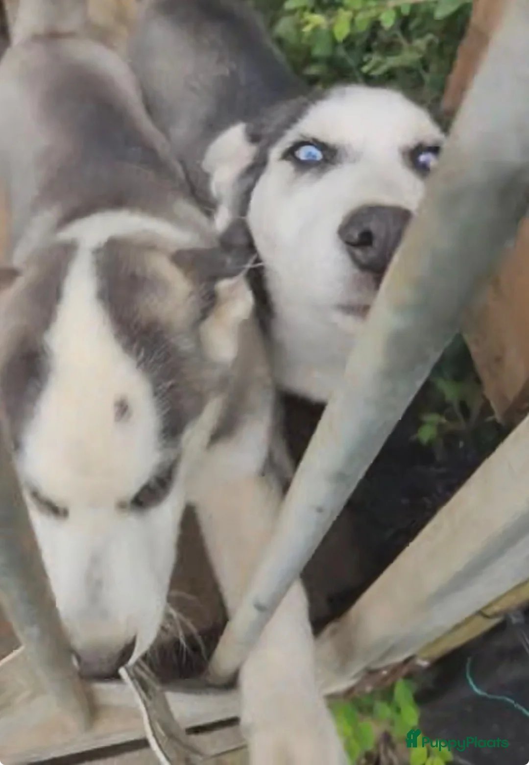 Siberische Husky honden te koop: Pablo, Mali en Mala zoeken een gouden mandje! - Advertentie 2