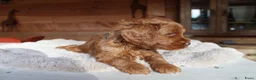 Australian Labradoodle honden te koop: Prachtige Australian Labradoodle pups in Velp - Advertentie 15
