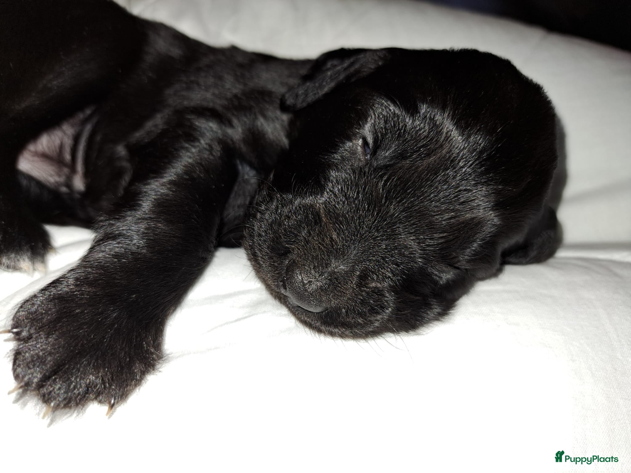 Kruising honden Duitse staande  x rhodesian ridgeback  - Advertentie 9