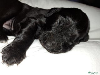 Kruising honden Duitse staande x rhodesian ridgeback - Advertentie 17