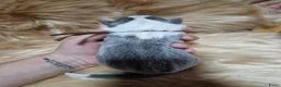 Border Collie honden te koop: Blauwe border collie pups  - Advertentie 5