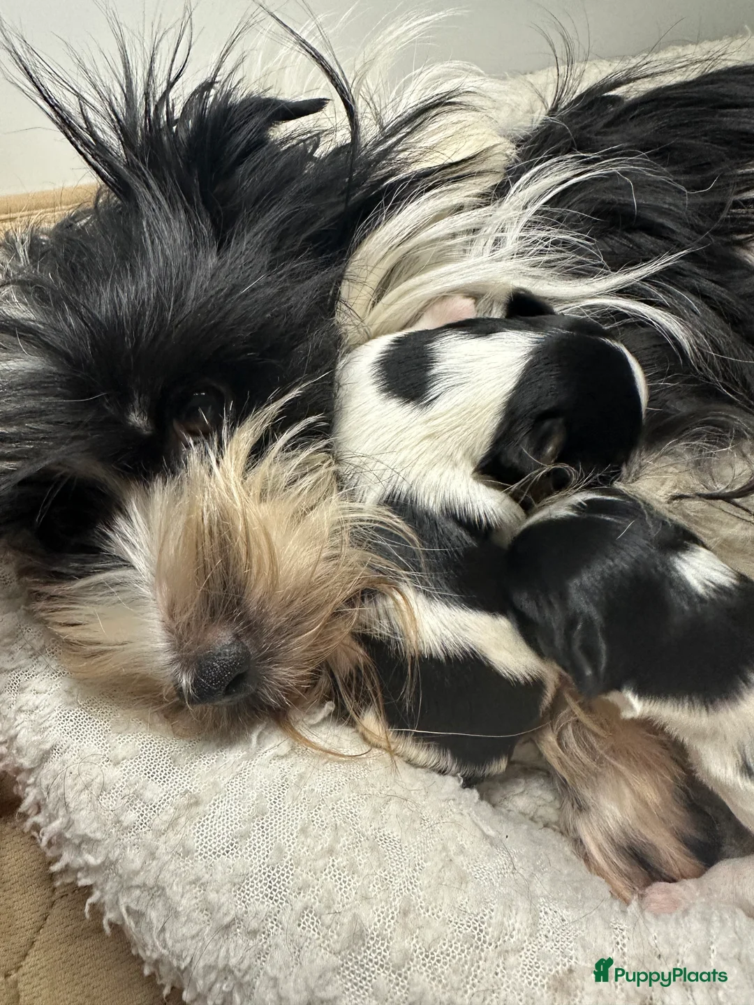 Yorkshire Terriër honden te koop: Biewer en Harlekijn Yorkshire Terrier pups - Advertentie 1