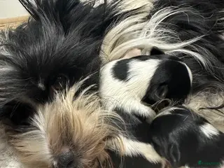 Yorkshire Terriër honden Biewer en Harlekijn Yorkshire Terrier pups - Advertentie 1