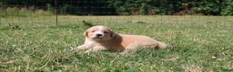 Labrador Retriever honden te koop: Wij hebben hele knappe labrador pups te koop - Advertentie 16