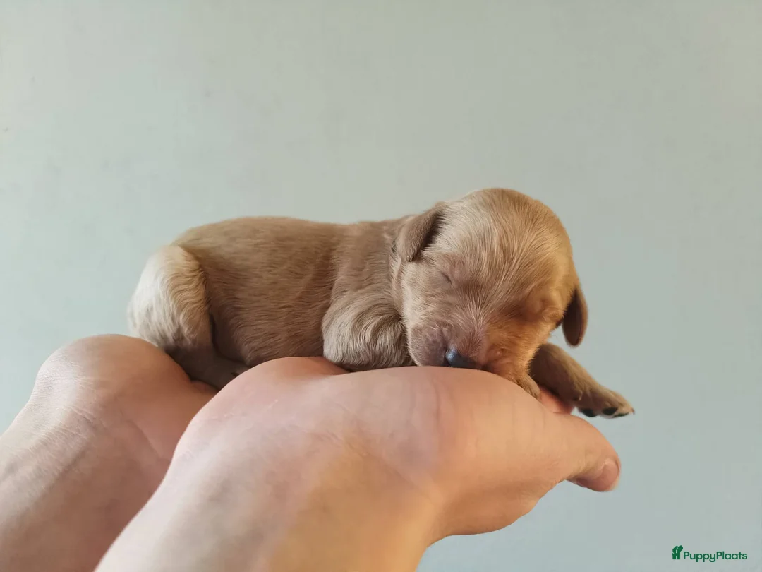 Labradoodle honden te koop: Prachtige Labradoodle Pups in Budel-Dorplein - Advertentie 15