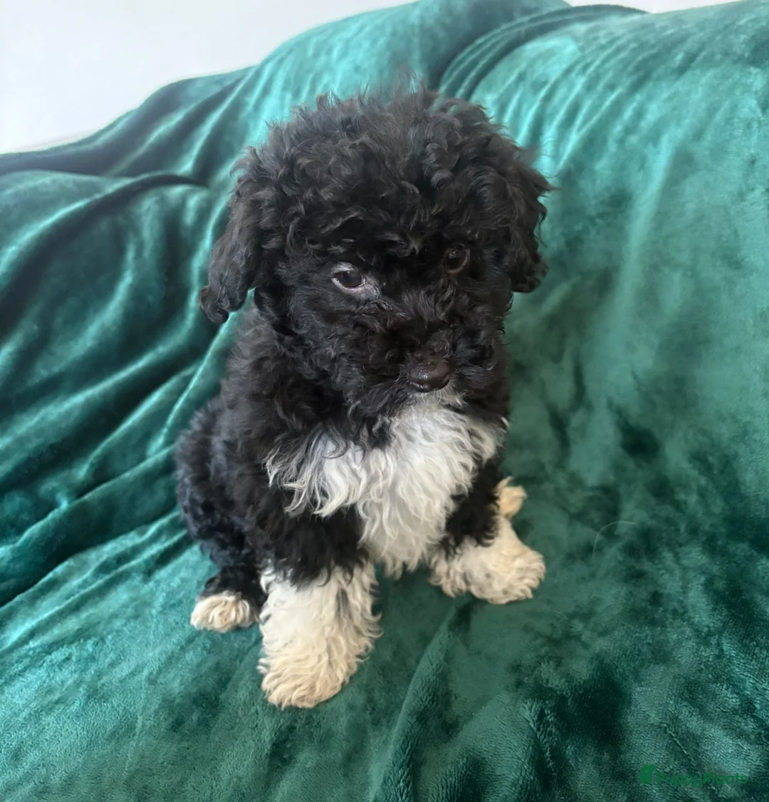 Poedel Toy honden te koop: Toypoedel zusjes toy poedel - Advertentie 15