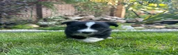 Australian Shepherd honden te koop: Australian Shepherd puppy’s - Advertentie 9