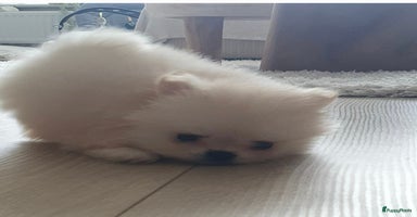 Pomeriaan honden - Advertentie 1