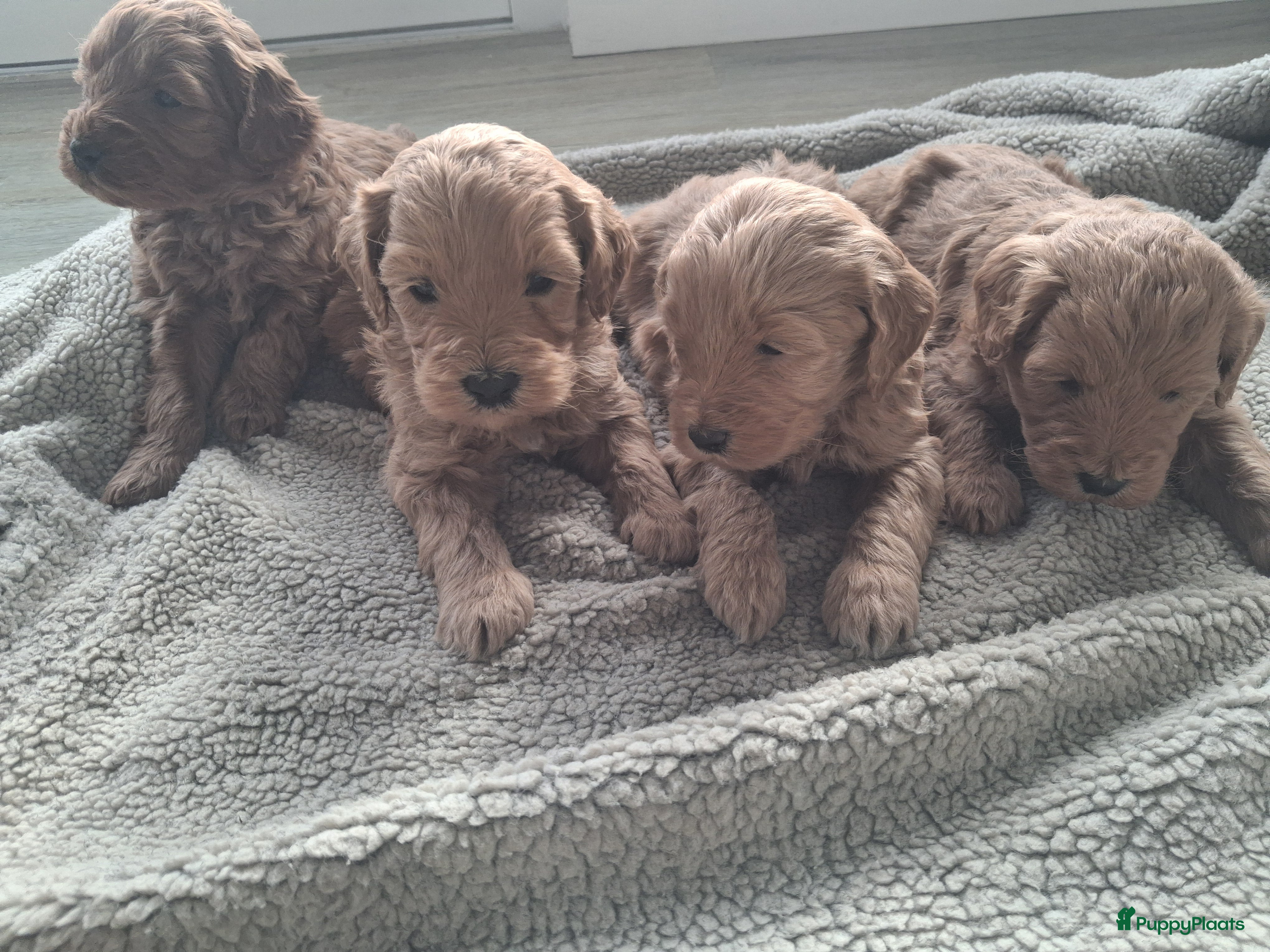 Kruising honden Prachtige australian labradoodle pups - Advertentie 1