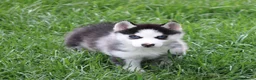 Siberische Husky honden te koop: Husky pup - Advertentie 4