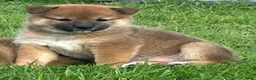 Shiba honden te koop: Bijzondere Shiba inu puppies - Advertentie 8