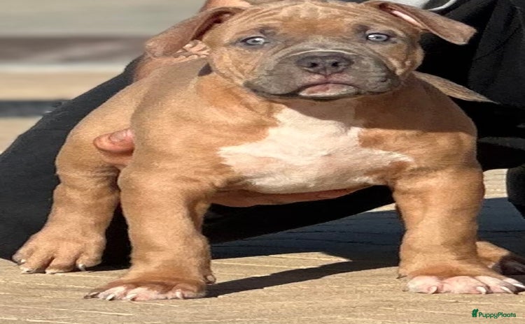 Amerikaanse Bully honden - Advertentie 1
