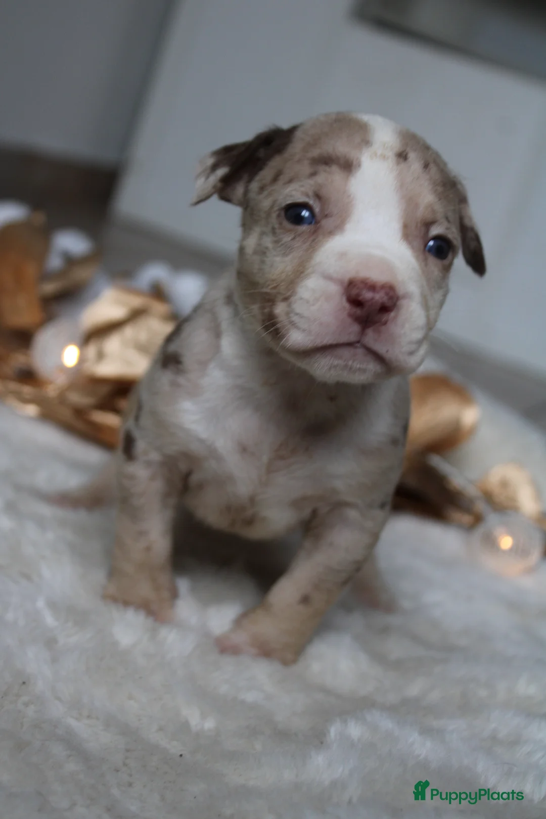 Amerikaanse Bully honden te koop: American Bully pups Abkc België  - Advertentie 22