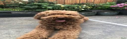 Australian Labradoodle honden te koop: Schitterende labradoodles - Advertentie 4