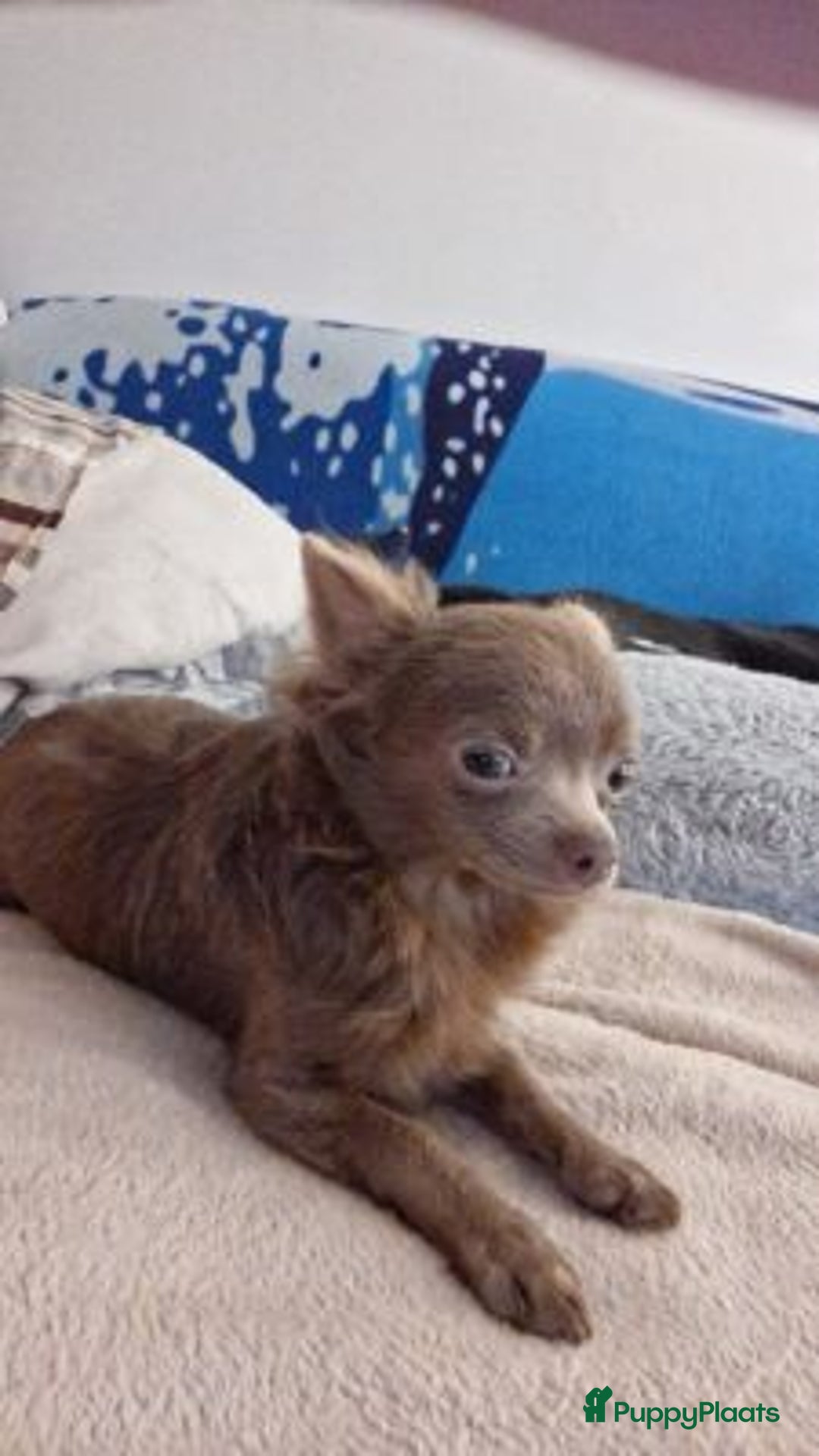 Chihuahua honden ter adoptie: mowgli zoekt een klein gouden mandje - Advertentie 1