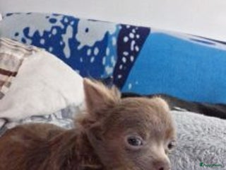 Chihuahua honden mowgli zoekt een klein gouden mandje - Advertentie 1