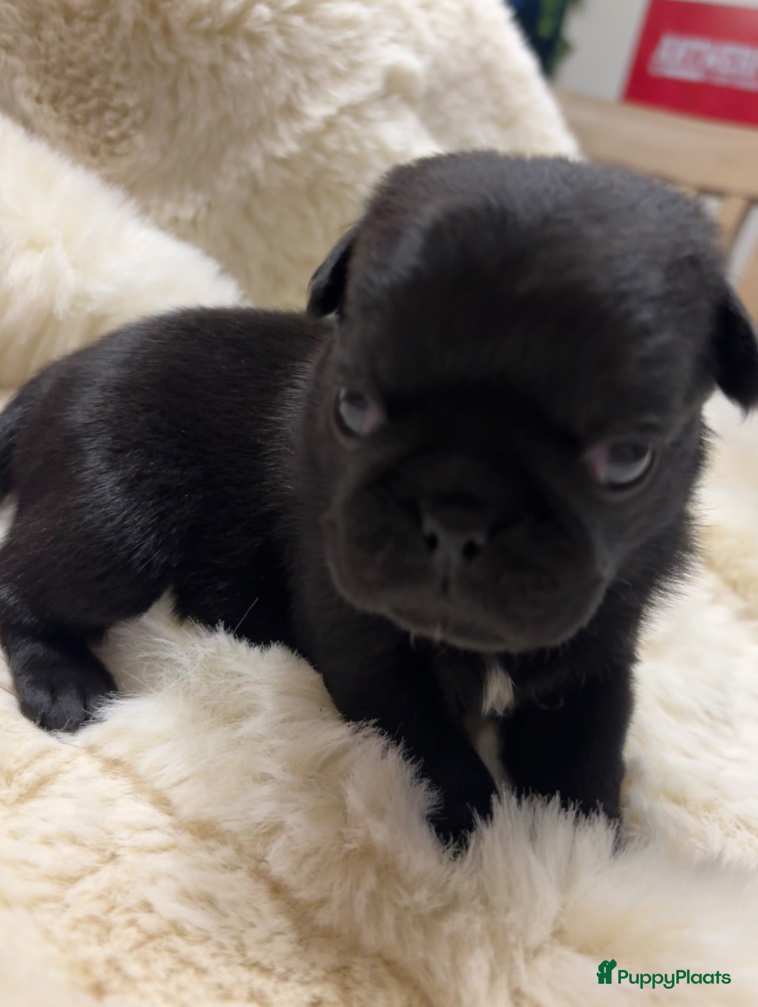 Mopshond honden  Onze prachtige Mopspuppy’s  ONZE LAATSTE PUP 🐾 - Advertentie 1