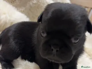 Mopshond honden Onze prachtige Mopspuppy’s ONZE LAATSTE PUP 🐾 - Advertentie 2