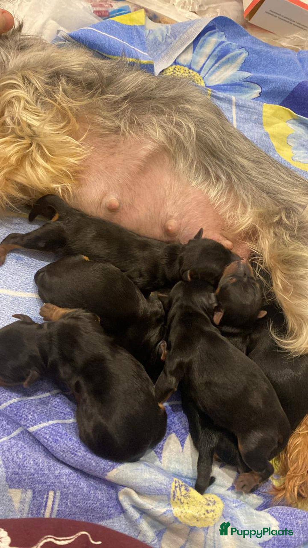 Yorkshire Terriër honden te koop: Yorkshire Terrier - Advertentie 4