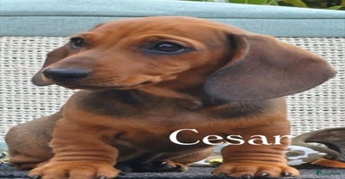 Teckel (korthaar)  honden - Advertentie 1