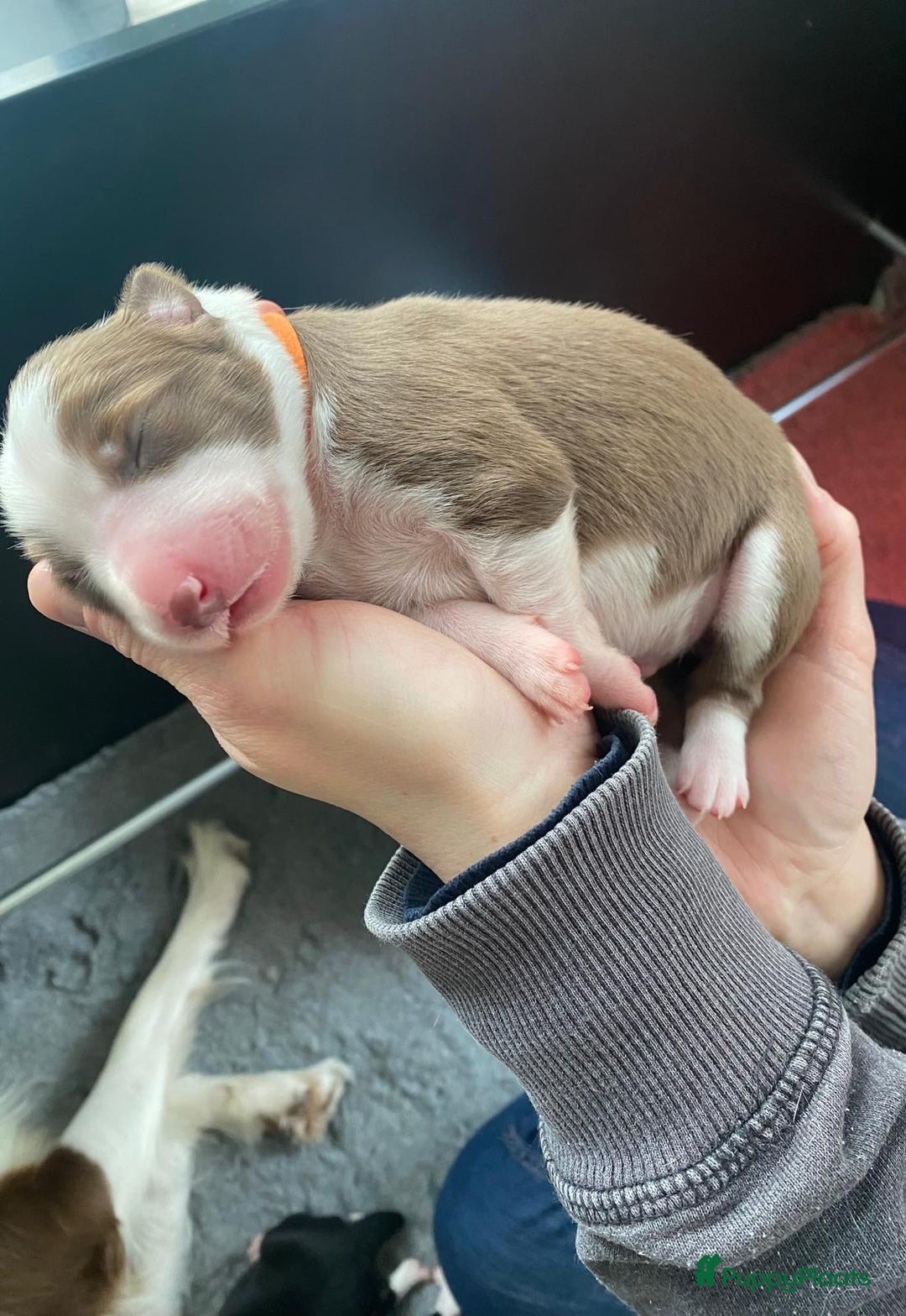 Border Collie honden te koop: Border collie pups - Advertentie 12