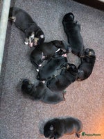 Kruising honden Te koop Boulab pups Labrador x Berner Sennen - Advertentie 1