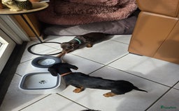 Teckel (korthaar)  honden te koop: 2 reutjes zoeken nieuw huisje - Afbeelding 5