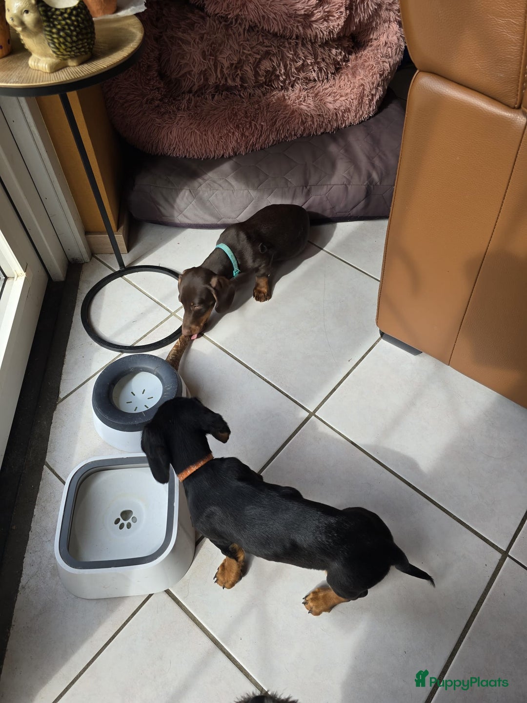 Teckel (korthaar)  honden te koop: 2 reutjes zoeken nieuw huisje - Afbeelding 5