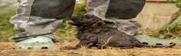 Kruising honden te koop: Dwergpoedel x Boompoo pups  - Advertentie 18