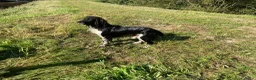 Engelse Springer Spaniel honden te koop: Engelse Springers Spaniel - Advertentie 11