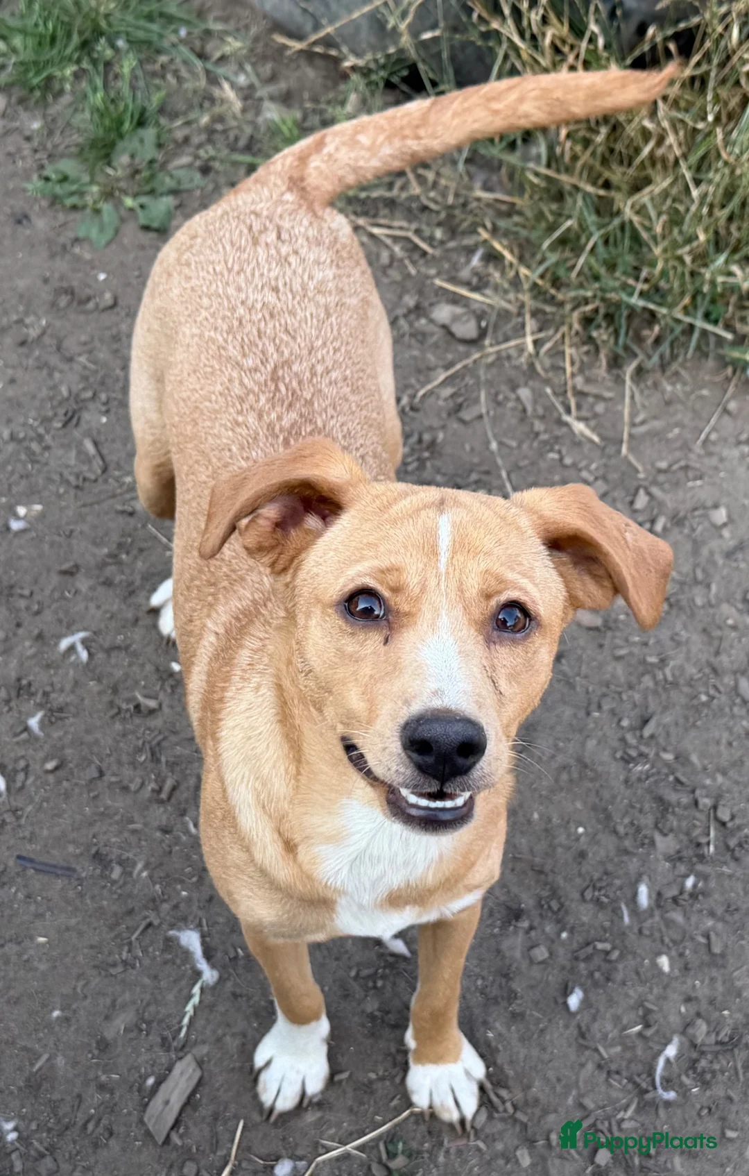 Kruising honden te koop: Suzy  in Leiden - Advertentie 2