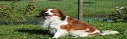 Kooikerhondje honden te koop: Kooiker pups met stamboom - Advertentie 17
