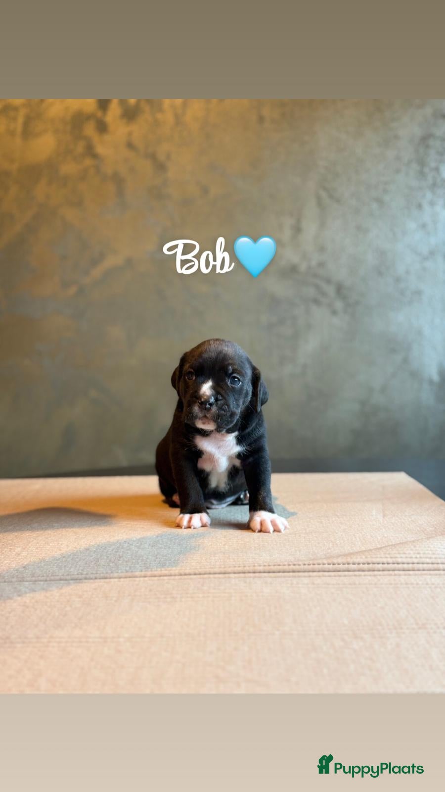 Kruising honden Prachtig nest bully xl en amerikaanse stafford - Advertentie 2