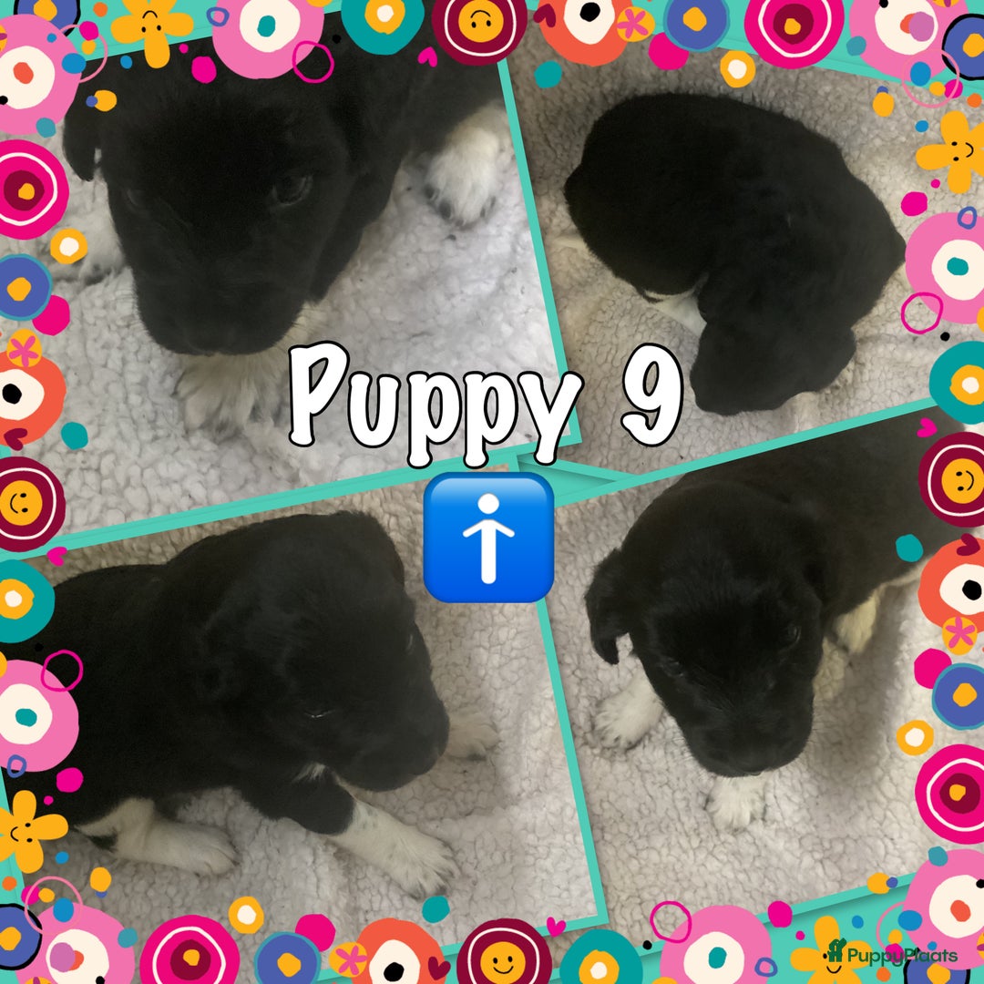 Friese Stabij honden te koop: Prachtige stabij pups - Advertentie 9