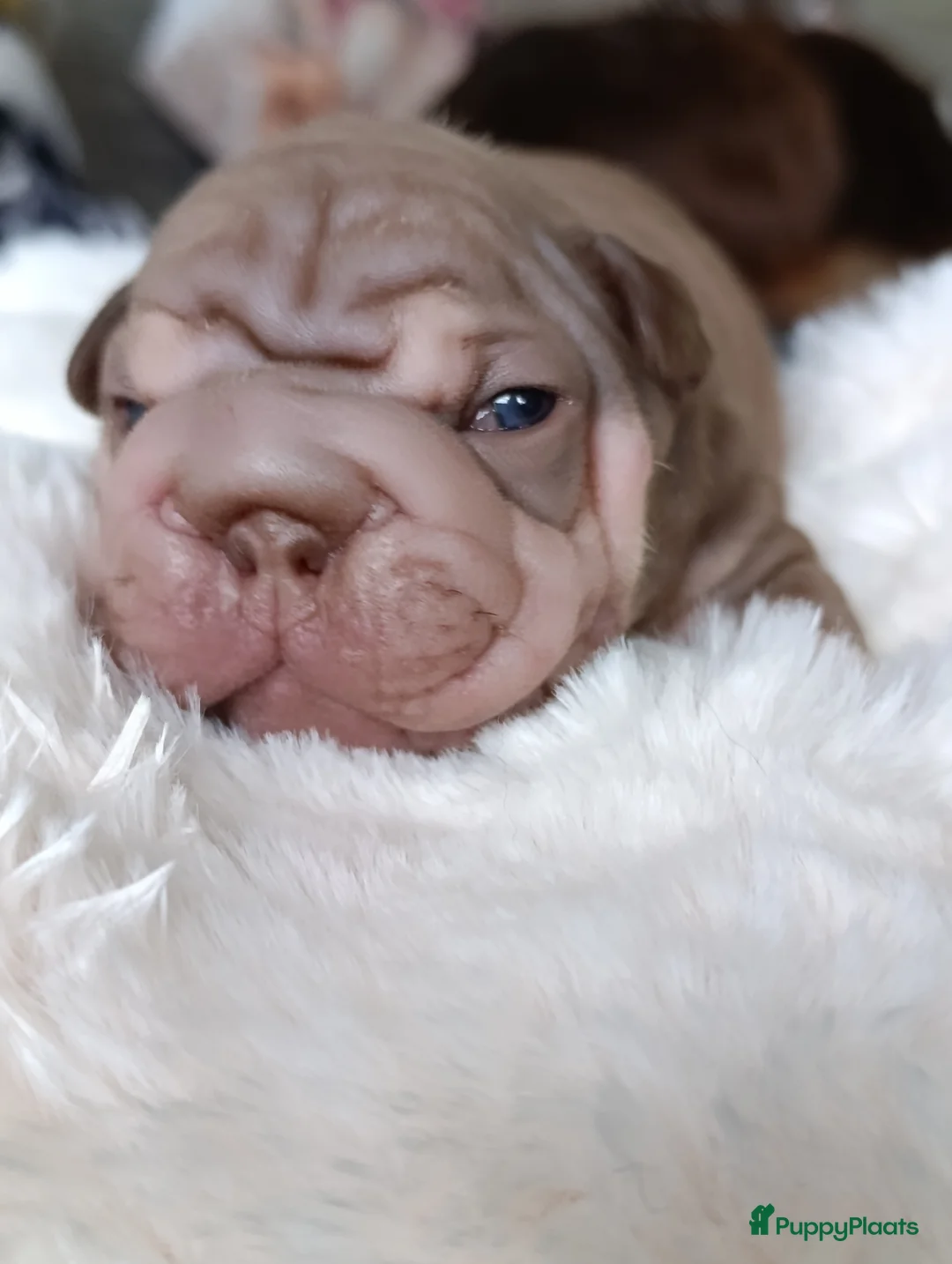 Franse Bulldog honden te koop: Big rope Velvet Franse bulldog  - Advertentie 10