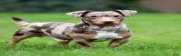 Jack Russel Terriër honden te koop: Mini merle jackrussells - Advertentie 6