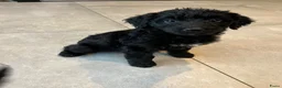 Bernedoodle honden te koop: Bernedoodle pups - Advertentie 4