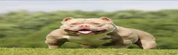 Amerikaanse Bully honden te koop: Amerikaanse pocket bully teefjes  - Advertentie 20