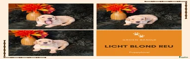 Licht blond reu