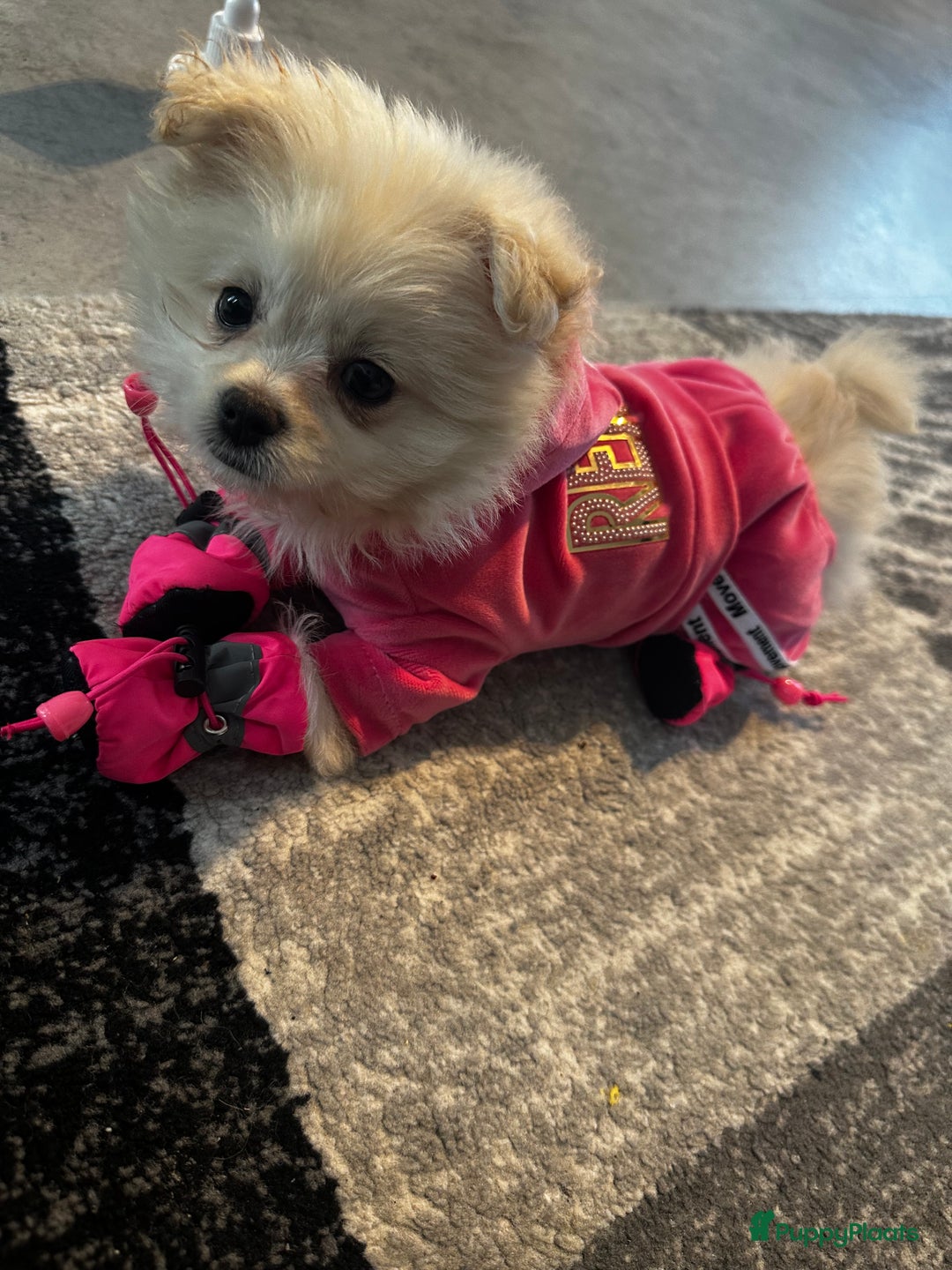 Nederlandse Schapendoes honden te koop: Boomer/pomeranian breed  - Afbeelding 6