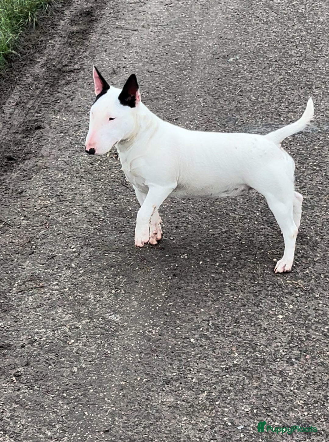 Bull Terriër honden te koop: Mini bull terriër met stamboom raad van beheer  - Advertentie 7