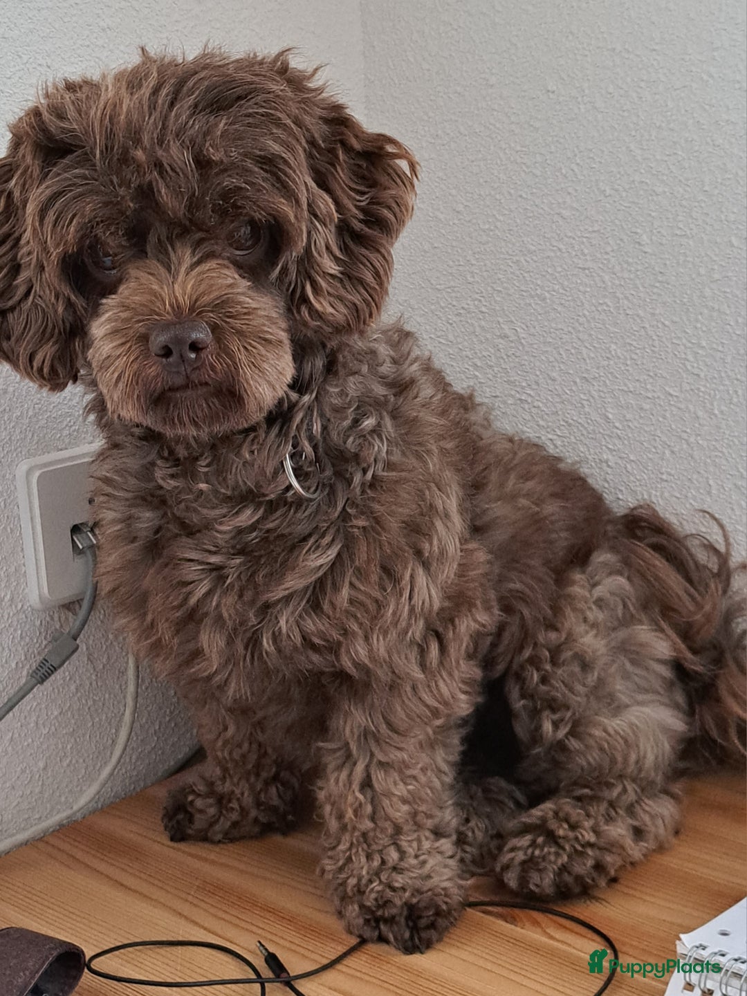 Shihpoo honden te koop: Choco shihpoo puppy teefje x toypoedel - Advertentie 8