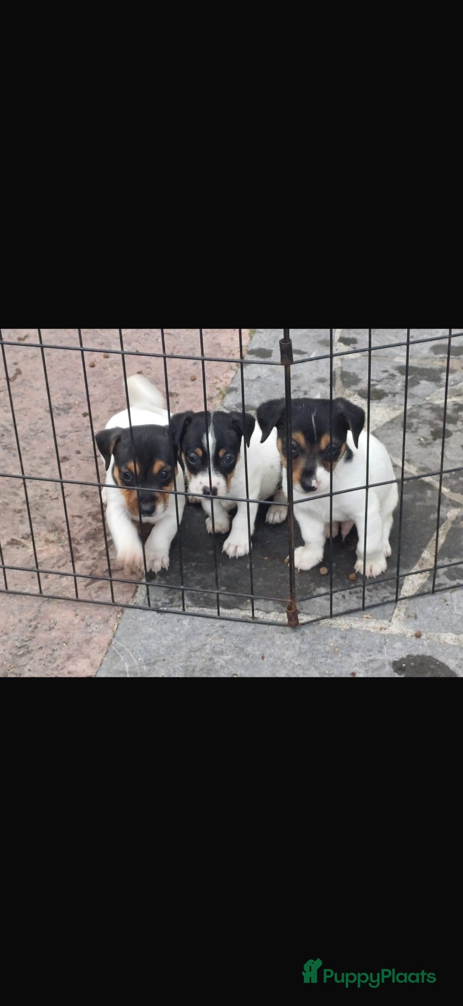 Jack Russel Terriër honden Nog 3 reutjes Jack Russel pupjes zoeken goede thui - Advertentie 1
