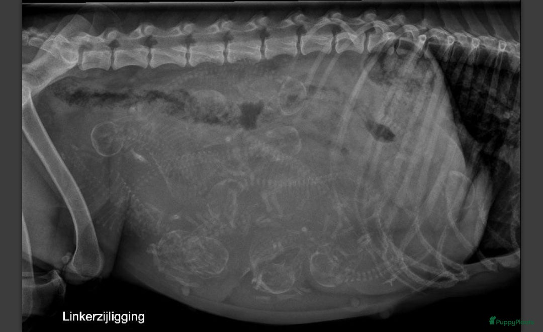 Kruising honden 10!lieve Labradoodle/goldendoodle pups verwacht!!! - Advertentie 2