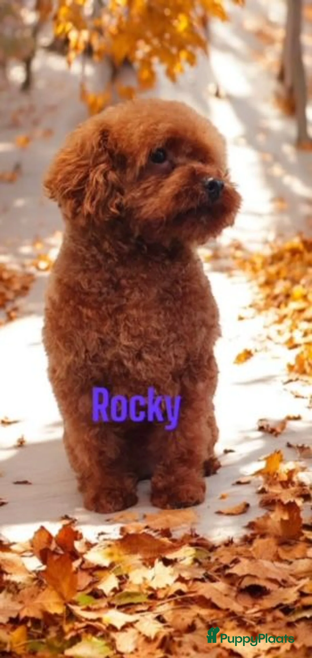 Poedel Toy honden ter dekking: toy/dwerg poedel dekreutjes staan ter dekking - Advertentie 7