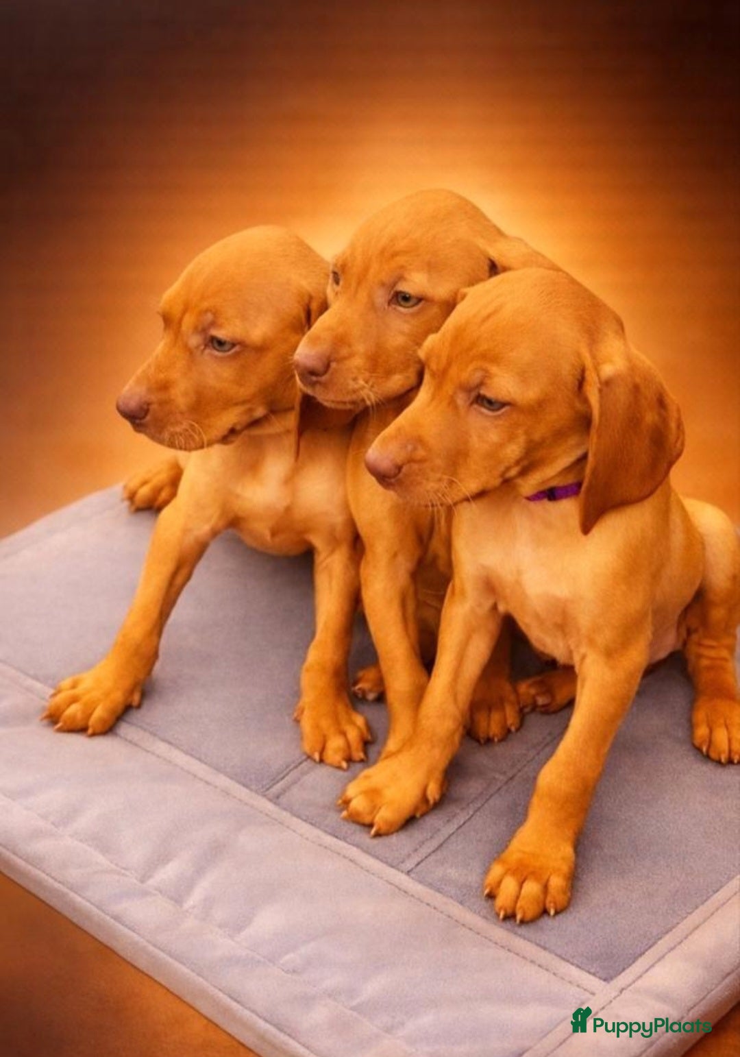 Vizsla korthaar honden Mooie Vizsla pups - Advertentie 1