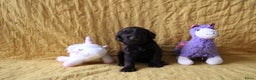 Barbet honden te koop: Barbet puppy’s geboren - Advertentie 8